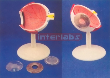 HALF COLOUR ANAT - EYE WITH PLASTIC BASE